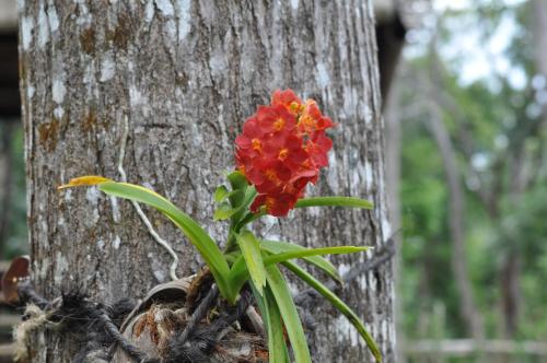 a red flower growing out of a tree at La Quoriena Botanical Villa & Cafe' in Labuan Bajo
