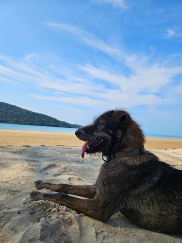 a dog laying on the sand on a beach at CocoHuts in Koh Rong Sanloem