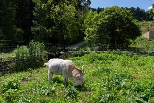 旅館の敷地内または近くにいる動物