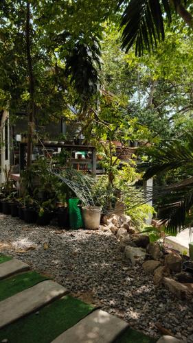 a garden with a bunch of plants and trees at Deishaview Jungle Hostel in Koh Tao
