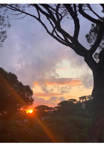 un coucher de soleil avec un arbre au premier plan dans l'établissement Résidence la Pinède, à Sainte-Maxime