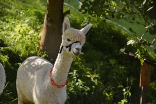 a white llama with a red rope around its neck at Romantiksuite bei Seitberger in Frauenberg
