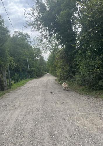 a dog standing in the middle of a dirt road at Mini studio et espace extérieur in Méry-sur-Oise