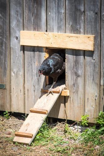 a black bird standing in a wooden bird house at Agroturystyka "Pograniczna" in Ober Wüstegiersdorf