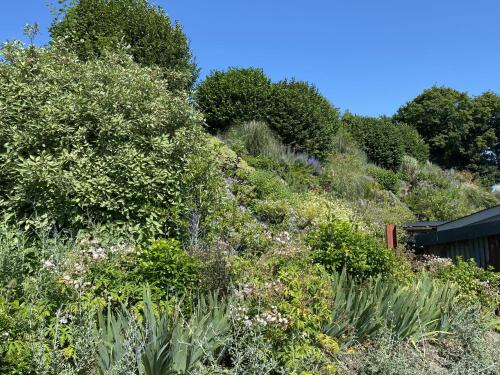 a grassy hill with bushes and trees on it at Foxearth in Blandford Forum