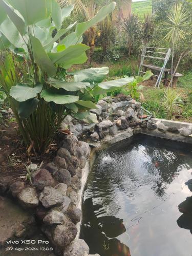 a garden with a pond with rocks and a plant at Pondok Pengaringan Loon in Gitgit