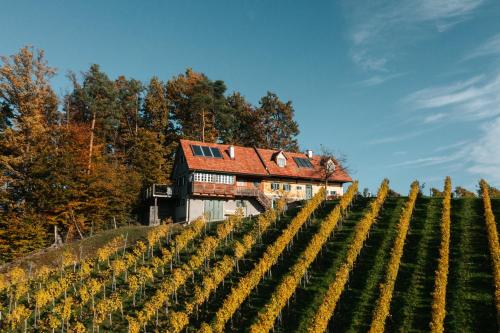 a house on a vineyard with a bunch of vines at Winzerhaus Oswald in Narrath