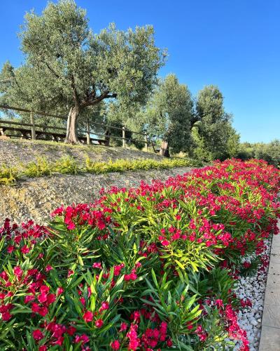Κήπος έξω από το Agrirelais Collelago