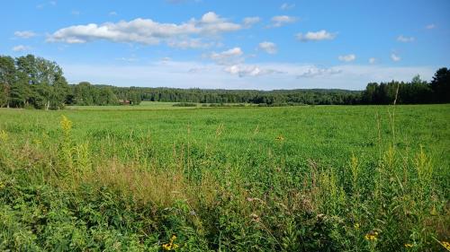 a field of green grass with trees in the background at B&B Klarälvsbanan in Deje