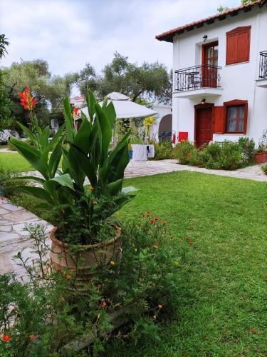 a plant in a yard in front of a house at Villa Molos in Limenas