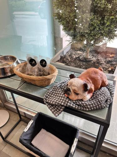a dog laying on a pillow on a table next to a cat at ProfilHotels President in Norrköping