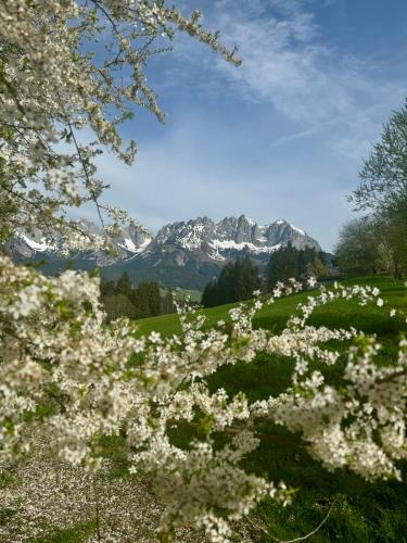 a field of white flowers with a mountain in the background at CHALET KITZBICHL by Alpin Charme Apartments in Reith bei Kitzbühel