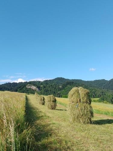 a group of hay stacks in a field at Agroturystyka Pod Zamczyskiem in Sromowce Wyżne