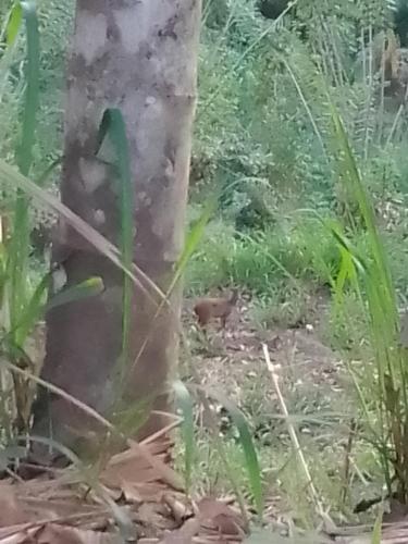 a bird is standing next to a tree at kapi wild cottage Ella in Ella