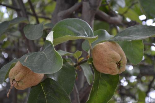 an apple tree with a bunch of fruits on it at Villa Quince in Ouirgane
