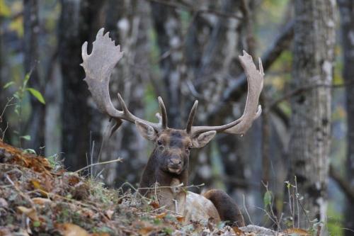 Animales en el agroturismo o alrededores