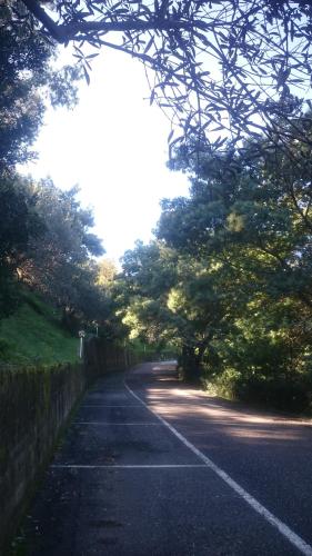 an empty road with trees on the side of it at Residence l'Ogliastro in Petrizzi