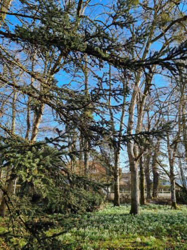 un groupe d'arbres dans un champ de fleurs dans l'établissement AU B'HONNEUR DE BLOIS, à Blois