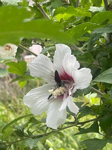 a bee is sitting on a white flower at Vahagni guest house in Garni in Garni