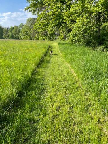 a dog walking in a field of grass at Gite de Fleur - Chateau du Grand Luçay in Bourbon-lʼArchambault
