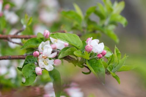 a branch of a tree with pink and white flowers at Obergostnerhof in Chiusa