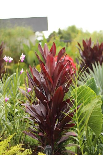 a red flower in a garden with other plants at La Font Ecolodge in Buenavista