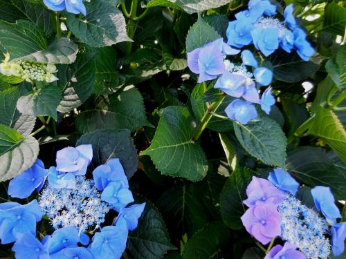 a bush of blue flowers with green leaves at Tenuta Montelaura in Forino