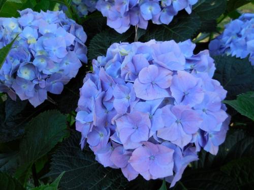 a bunch of blue flowers with green leaves at Tenuta Montelaura in Forino