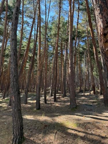 a forest of pine trees with their shadows on the ground at Evergreen Surami Hotel in Surami
