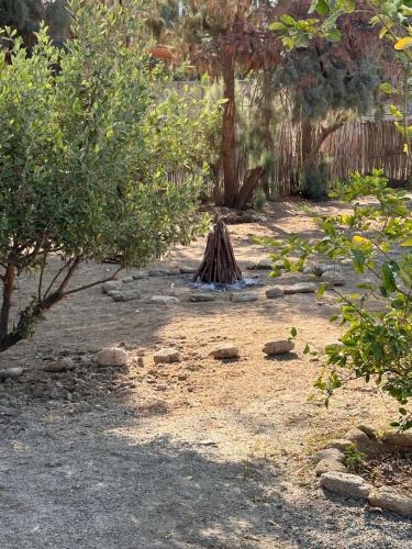 a garden with trees and rocks on the ground at ALDEA DEL MAR by Villa del Sol in Máncora