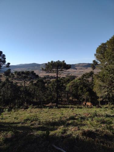 a horse grazing in a field with trees at Cabana Alpen Ville com Banheira - Rural in Bom Jardim da Serra