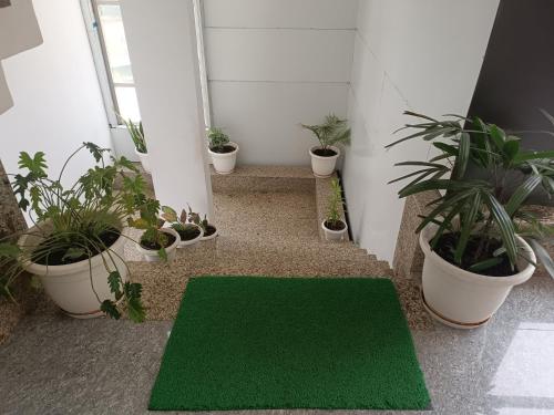 a hallway with potted plants and a green rug at Hotel Mehra Inn in Haldwāni