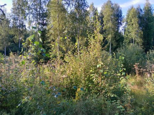 a field of tall grass with trees in the background at Rauhallinen mökki in Lahti