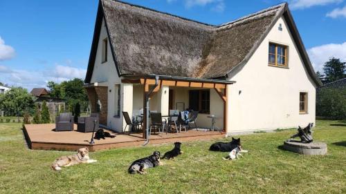 a group of cats and dogs sitting in front of a house at HuusamDarß in Fuhlendorf