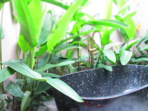 a black bowl sitting next to a green plant at Ninh Binh Nature Homestay in Ninh Binh