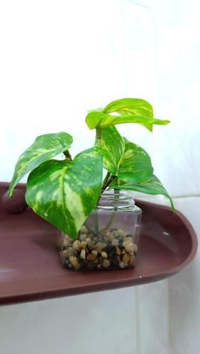 a green plant in a glass jar on a plate at Apartment near Central Festival Hatyai in Hat Yai