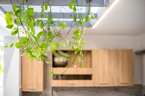 a plant hanging from the ceiling in a room with wooden cabinets at Lefka Hotel & Apartments in Rhodes Town