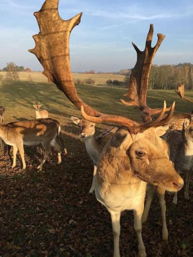 a group of antelopes standing in a field at Große Wohnung mit Loggia in Templin