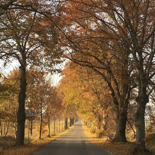 a road with trees on the sides of it at Große Wohnung mit Loggia in Templin