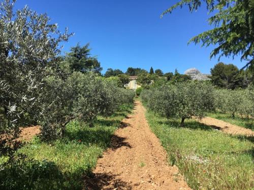 Logement Provence dans domaine oléicole