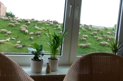 a herd of sheep grazing in a field through a window at Ferienwohnung Faby in Hollern-Twielenfleth