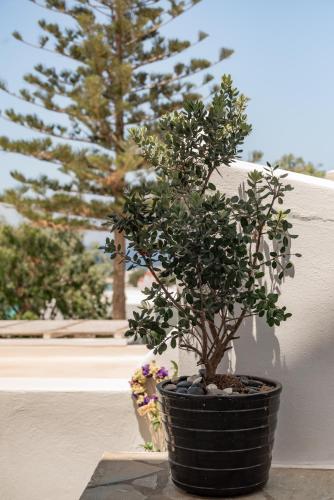 a potted tree in a black pot on a table at Rania Apartments Sea View in Mýkonos City