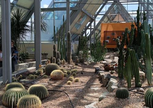 a greenhouse filled with cacti and other plants at Отель у Ботанического Сада, в самом центре in Astana