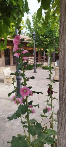 Κήπος έξω από το Rincon Del Cierzo