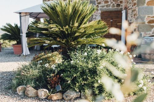 a small palm tree in a garden with rocks at Podere Biricocolo - Il Cortile in Bucine