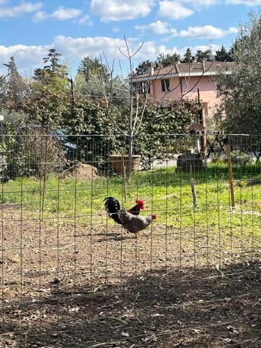 a chicken is standing behind a fence at Casa vacanze Coke in Passignano sul Trasimeno