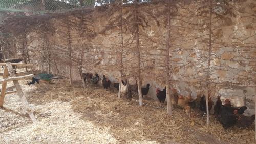 Photo de la galerie de l'établissement Gîte ferme avec piscine privée, à Agadir