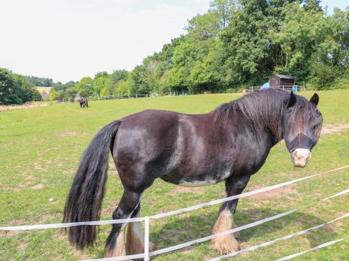a black horse standing in a field next to a fence at Swan Lodge in Coalville