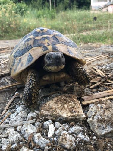 a turtle is sitting on some rocks at Villa Lugina in Fushë-Buall