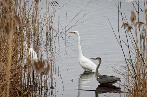 two birds standing in the water near some reeds at Ferienhaus Biberburg in Sternberg